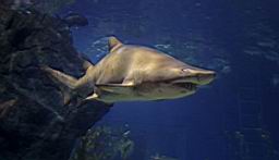 Siam Ocean World Bangkok_3308.JPG